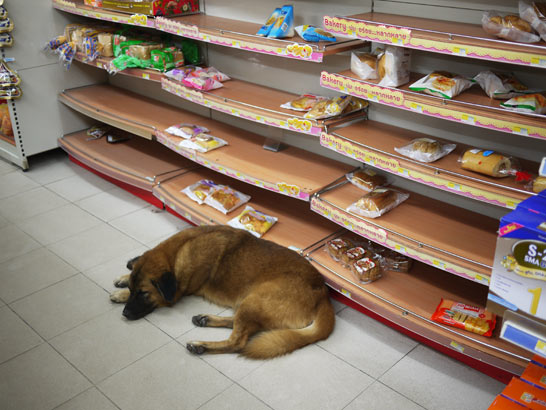 タオ島の犬猫 タオ島の犬猫