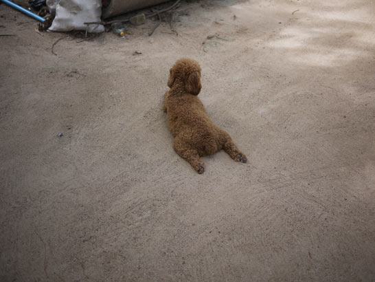 タオ島の犬猫 タオ島の犬猫