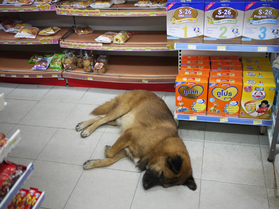 タオ島の犬猫 タオ島の犬猫