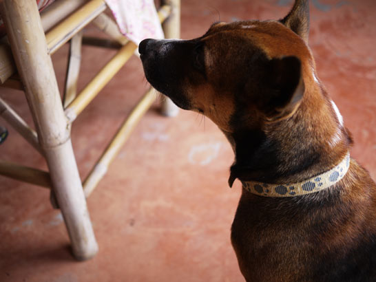 タオ島の犬猫 タオ島の犬猫