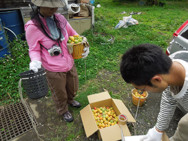 NPO鋳物研究所の梅林 NPO鋳物研究所の梅林