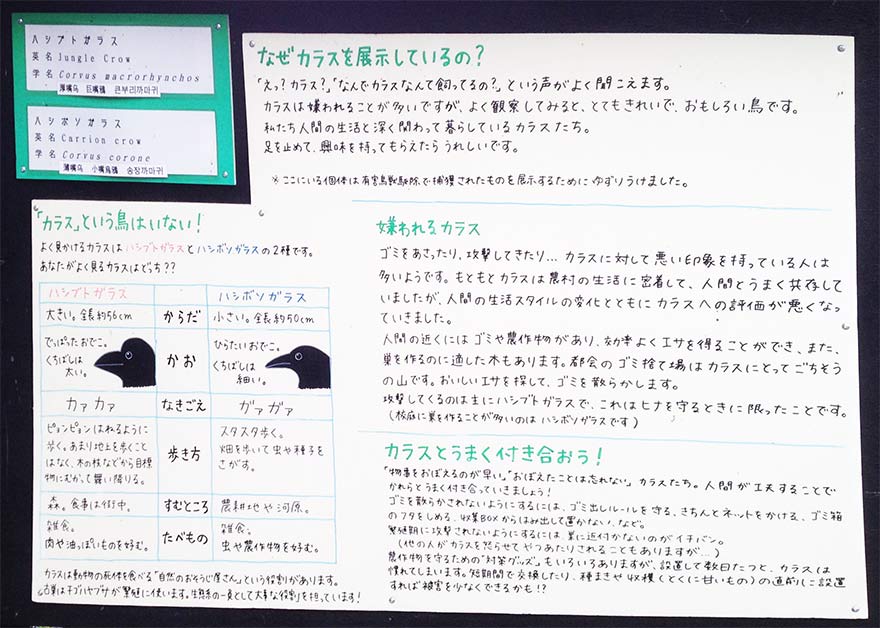 旭山動物園 カラス
