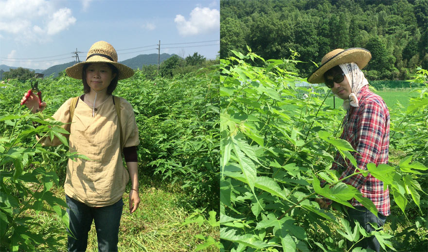 コウゾの葉っぱ収穫