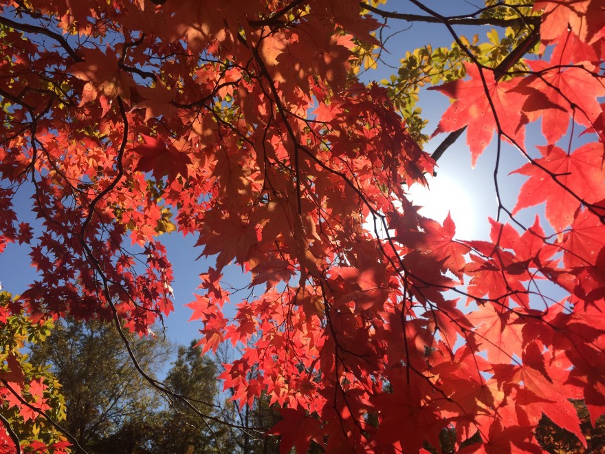 北海道の紅葉