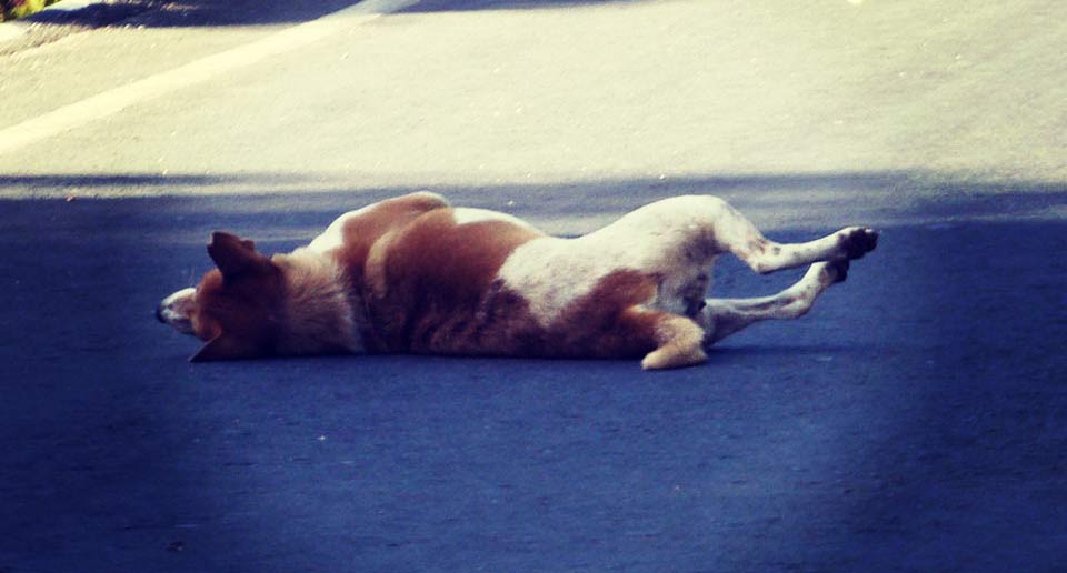 調整主義の犬