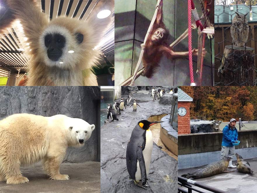 旭山動物園の動物たち