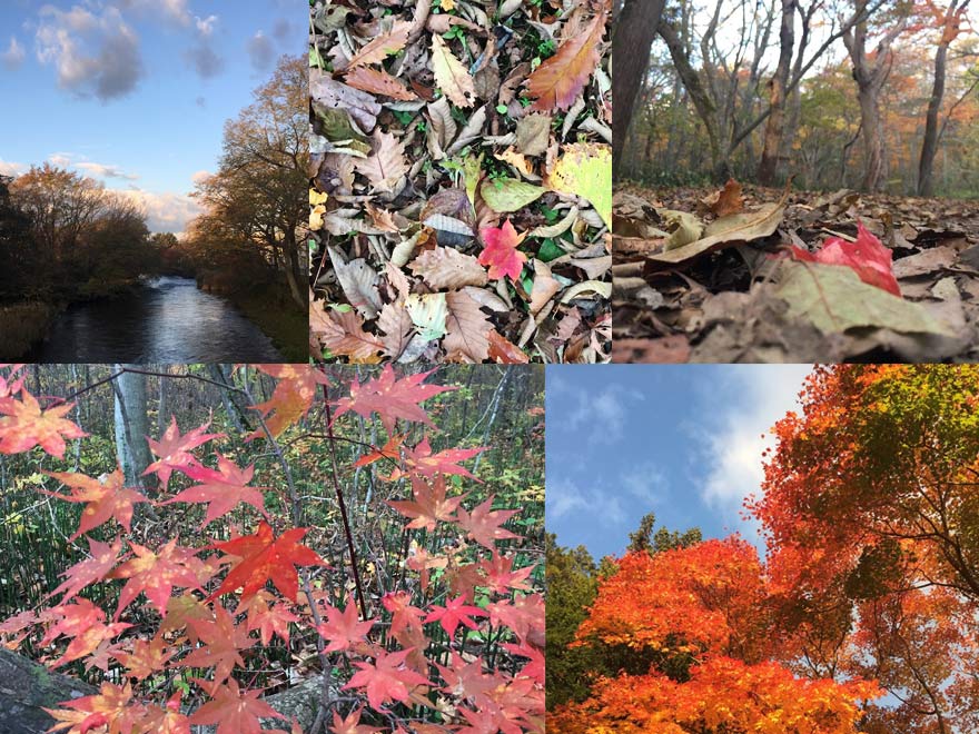 千歳 青葉公園の紅葉